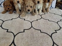 A kalite sağlıklı orjinal maltipoo