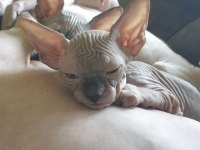 Canadian Sphynx yavrular