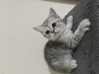 5 Adet Yavru Scottish Fold
