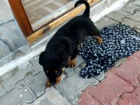 3 AYLIK SAFKAN ROTTWEİLER YAVRU ACİL