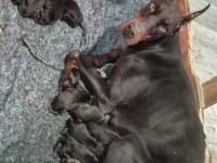 Kızıl doberman