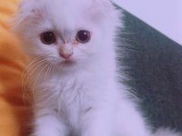 İstanbul içinde ulaşımını sağlıyorum british longhair