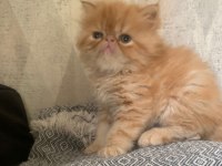 Portakal gibi prenses İran kedisi
