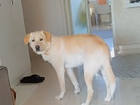 Köpeğimiz Yeni Aile olmak ister misiniz