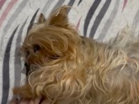 Çift damızlık yorkshire terrier