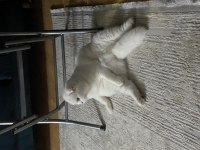 Bakımlı scottish fold 1 yaşında