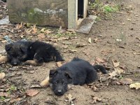 Üst seviye alman çoban köpeği yavrular