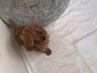 2,5 aylık mikro mama ve pedi hediyeli yavru poodle
