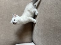 ÇOK GÜZEL BLUE POİNT YAVRU KEDİLER