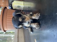 Yorkshire terrier yavrularımız mamaya başladı sağlıklı