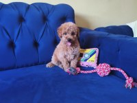Sevimli Erkek Toy Poodle