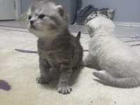 Scottish fold & British blue point