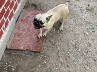 French bulldog fırsatını kaçırma