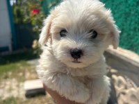 Orijinal Maltese Terrier Yavrularımız