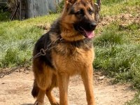 Safkan Düşük Bel Şecereli Alman Çoban Köpeği