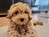 TÜY DÖKMEYEN MALTİPOO YAVRULAR