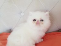 Persian bebişler