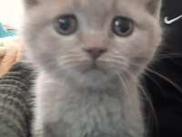 Erkek 60 günlük british shorthair