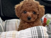 Irk Garantili Yavru Poodle
