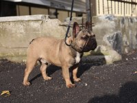 KIF FCI A CLASS ŞECERELİ FRANSIZ BULLDOG