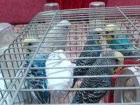 5 dişi erkek muhabbet kuşu ücretsiz sahiplendirme