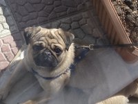 1.5 YAŞINDA ORJİNAL GÜL KUYRUK PUG DAMIZLIK