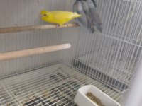 Son kalan 4 yavru dişi erkekli forpuslar