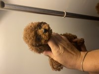 Kore kan poodle