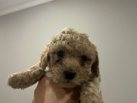 45 günlük poodle yavrular