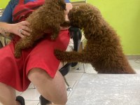 Toy poodle yavrular ırk sağlık garantili