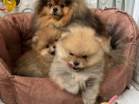 Pomeranian Panda Bebekler Sizleri Bekliyor