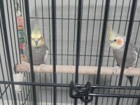 Grey Çift Erkek Konuşuyor Full Eğitim Sultan