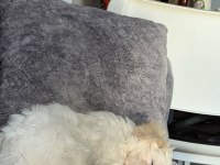 İstanbul içi sahiplendirilecek maltipoo