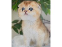 Scottish Fold Dişi Yavru