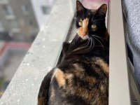 1 YAŞ DİŞİ VE KISIR KEDİMİZ