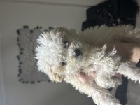 A kalite maltipoo yavrular