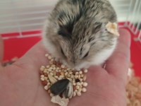Minik yavru hamster