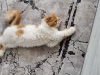 1 yaşında erkek kedişimiz exotic