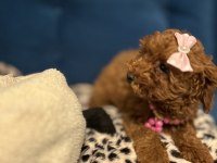 Dişi toy poodle bebişler