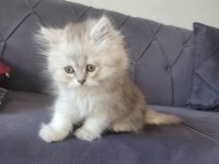 Silver british longhair kızımız yeni ailesini bekliyor