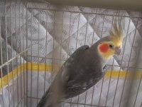 2 Yaşında Erkek Sultan Papağanı