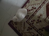 British Longhair Erkek