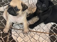 Sağlık ve ırk garantili pug bebeklerimiz