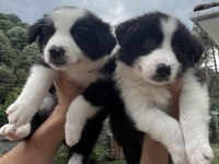Üstün Kalite Border Collie Yavrular