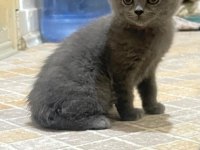 YENİ DOĞAN KEDİLERİME SICAK YUVA ARANIYOR