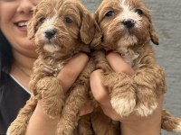 Safkan Maltipoo Yavrularım