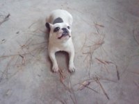 French bulldog köpeğimiz