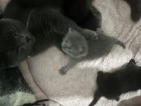 Bir anne iki yavrusu ile beraber verilecek kediler