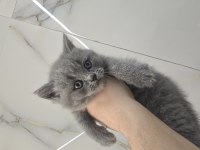 Gri British Shorthair Yavrular