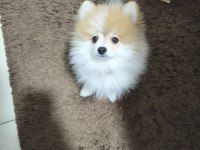 Oyuncu çok zeki pomeranian